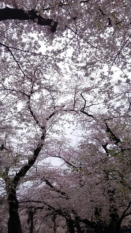 Sotetsu Fresa Inn Ochanomizu Jimbocho Tokyo Japonya